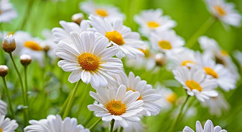 คาโมมายล์ดอกไม้สมุนไพรลักษณะเป็นดอกไม้ที่มีกลีบดอกสีขาว
