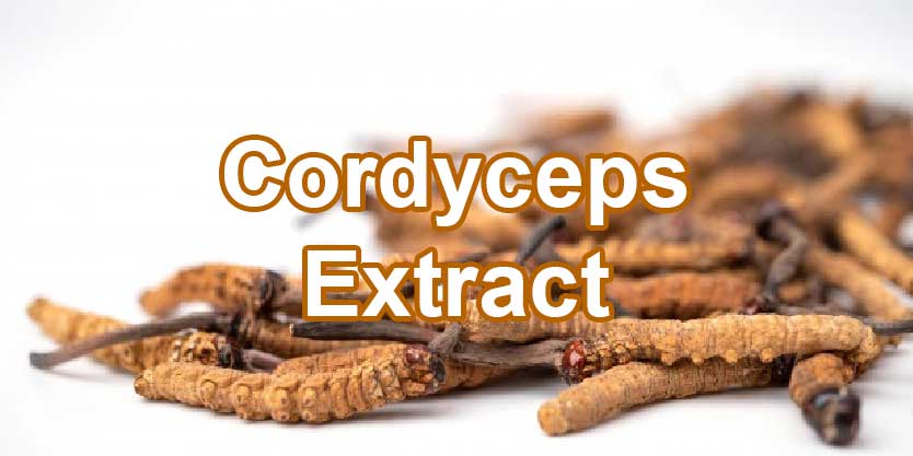 จำหน่ายขายส่งสารสกัดถั่งเช่า Cordyceps Extract