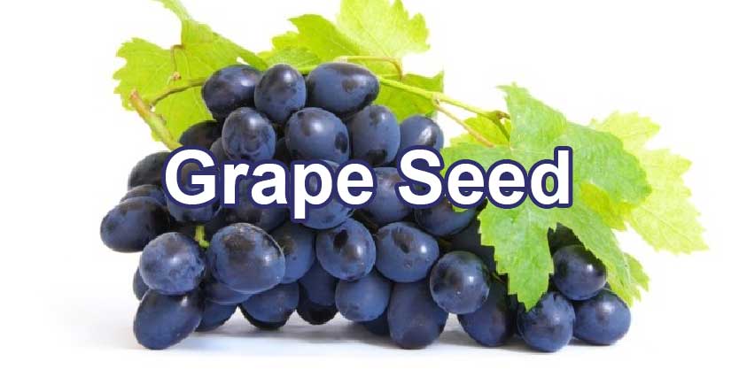 จำหน่ายขายส่งสารสกัดจากเมล็ดองุ่น Grape Seed Extract
