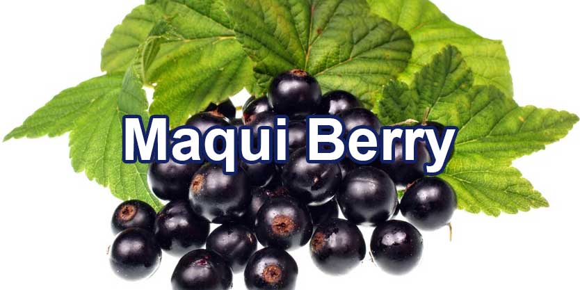 จำหน่ายขายส่งสารสกัดจากมากิเบอร์รี่ Maqui Berry Extract
