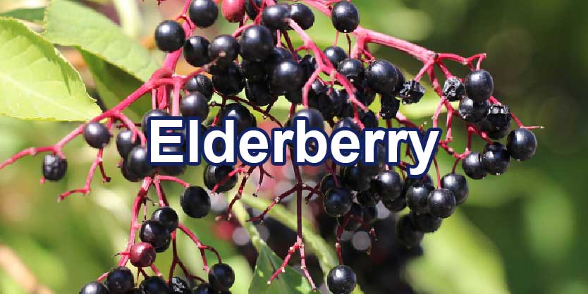 จำหน่ายขายส่งสารสกัดจากเอลเดอร์เบอร์รี่ Elderberry Extract