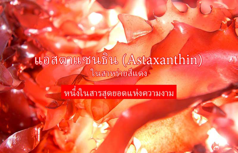 แอสตาแซนธิน (Astaxanthin) ในสาหร่ายสีแดง สารสำคัญสารต้านอนุมูลอิสระ