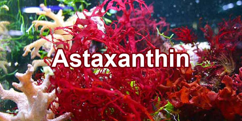 จำหน่ายขายส่งสารสกัดจากสาหร่ายแดง Astaxanthin Extract