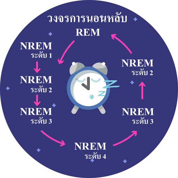 วงจรการนอนหลับจะแบ่งออกเป็น 2 ระยะ NREM และ REM