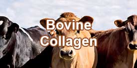 คอลลาเจนไทพ์ 1 ได้จากหนังกับเนื้อของวัวและลูกวัว ข่วยสร้างครีเอทีนในการสร้างมวลกล้ามเนื้อ 