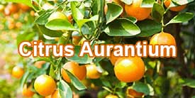 สารสกัดจากส้ม หรือ บิทเทอร์ออเรนจ์ สกัดจากผลดิบของพืชตระกูลส้ม